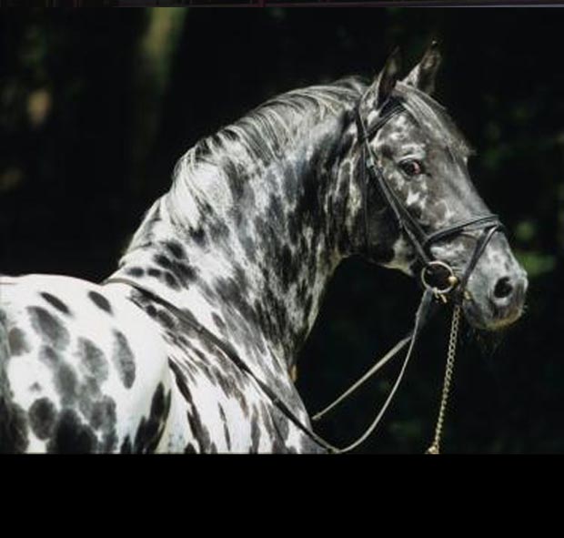 Knabstrupper Stallion